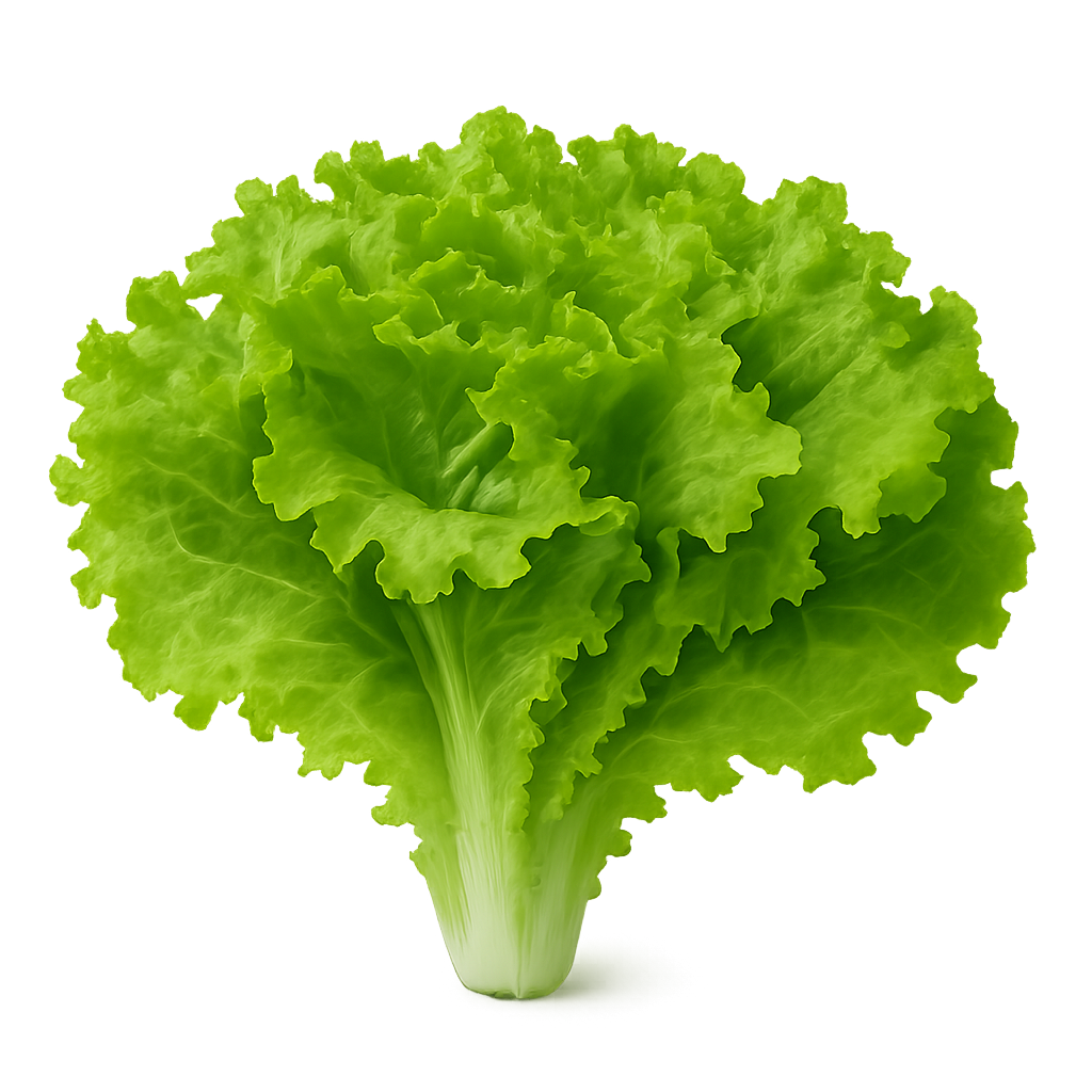 Lettuce